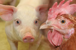 Düsser Schwein & Huhn 2017