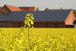 Rapsfeld