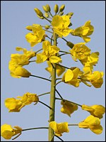 Rapsblüte