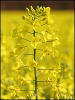 Rapsblüte