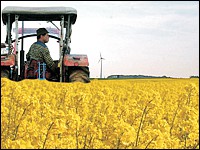 Schlepper im Rapsfeld