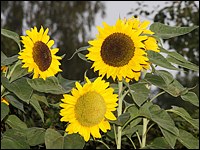 Sonnenblumen