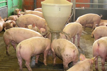 Mastschweine am Futterautomaten