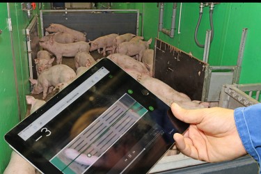 digitale Zählung von Schweinen