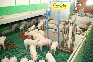 Ferkel im Abteil für Haltungstechnik