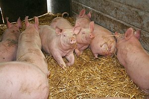 Mastschweine im Liegebereich