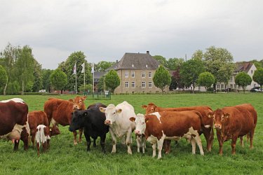 31 - Grünland als Auslauf und Futterfläche