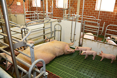 Bewegungsbucht