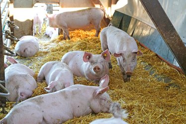 18 - Ökologische Schweinehaltung