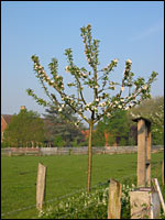 Junger geschnittener Apfelbaum in der Blüte