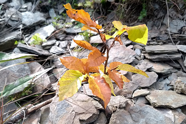 Junge Buche mit Herbstfärbung