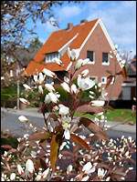 Felsenbirne (Amelanchier lamarckii)