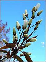 Knospen der Felsenbirne (Amelanchier lamarckii)