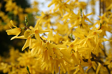 Forsythien-Blüten