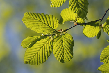 Hainbuche Carpinus betulus