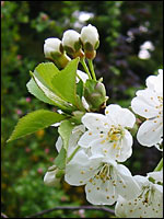 Kirschblüten und Knospen