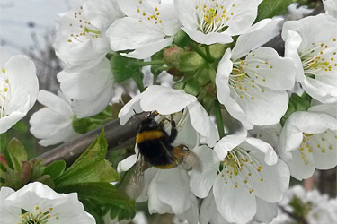 Kirschblüten mit Hummel