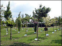 Kleinkronige Hausbäume in Wolbeck
