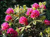 Rhododendron-Blüten