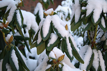 Rhododendron im Schnee