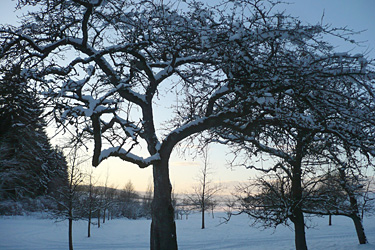 Streuobstwiese im Winter