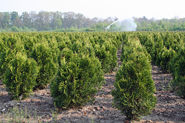 Thuja in einer Baumschule