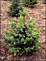 Weihnachtsbaum im Garten