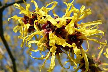 Zaubernuss (Hamamelis mollis)