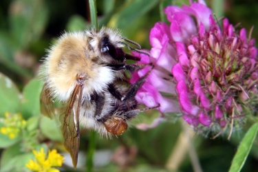 Ackerhummel an Rotklee