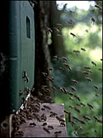 Bienen im Anflug auf Bienenstand