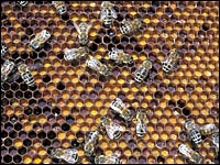 Bienen auf Waaben mit Honig