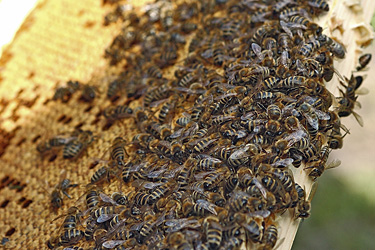 Bienen auf einem Rahmen
