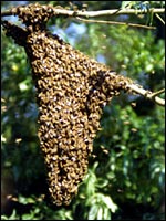Bienenschwarm am Ast