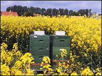 Bienenstand im Rapsfeld