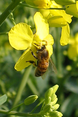 Biene auf einer Rapsblüte