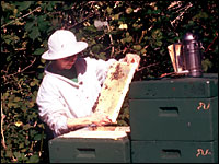 Honigernte am Bienenstand