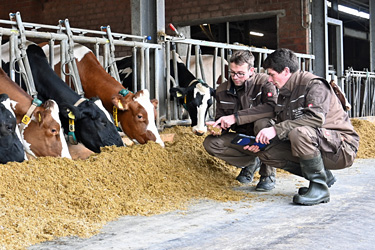 Auszubildender und Ausbilder am Rinderstall