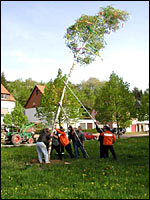 Maibaum aufrichten