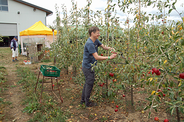 Äpfel pflücken in der SoLaWi