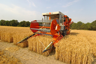 Ernte des Landessortenversuchs Triticale