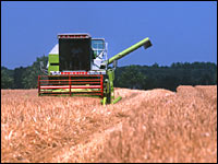 Claas-Mähdrescher bei der Gerstenernte