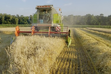 Getreideernte mit Claas-Mähdrescher