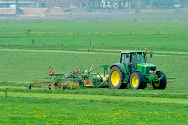 Gras schwaden am Niederrhein