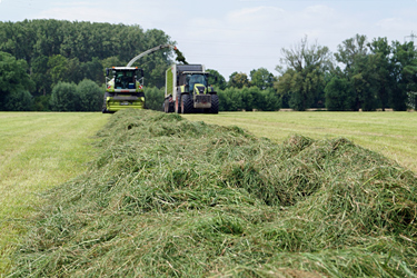 Grassilageernte