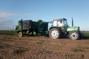 Kartoffelernte im Herbst