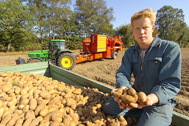 Geerntete Kartoffeln