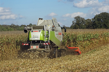 Körnermaisernte mit einem Claas Lexion 570