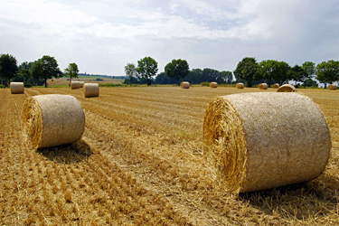 Rundballen auf dem Feld