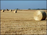 Rundballen auf einem Feld