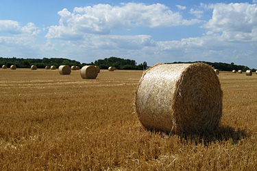 Rundballen auf einem Stoppelfeld